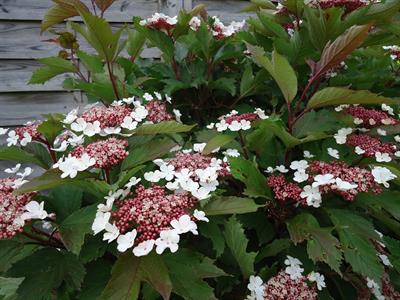 Viburnum sargentii